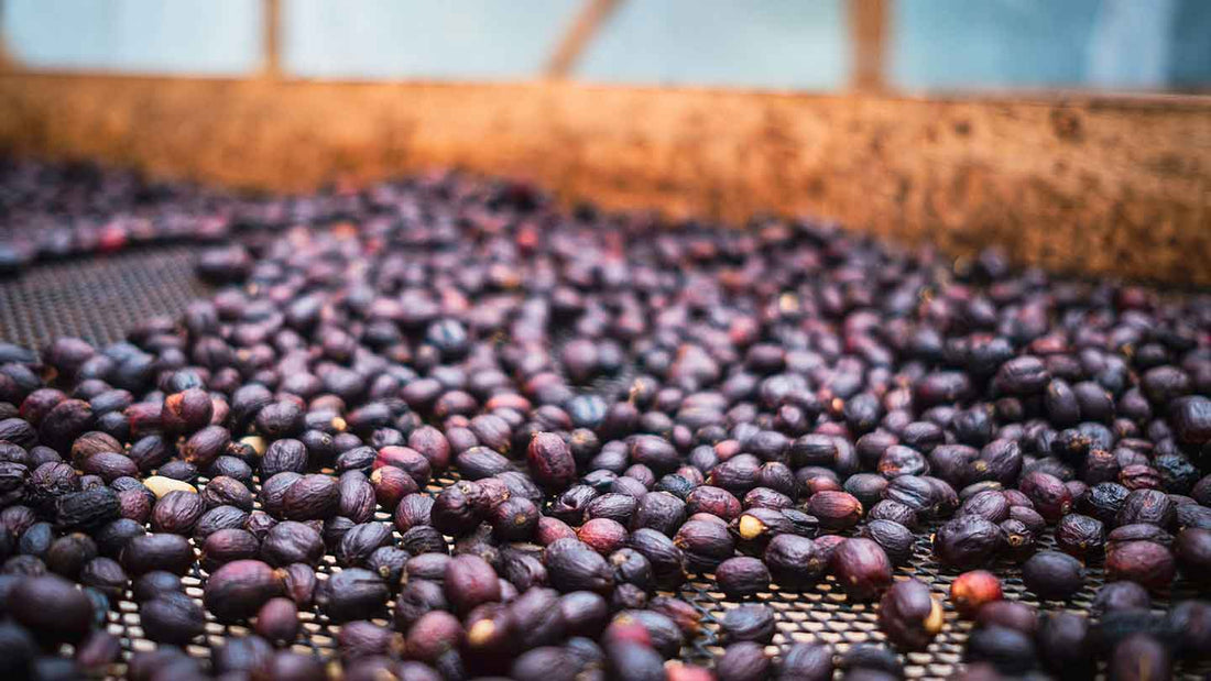 Natural Process Coffee: What It Is and Why We Use It